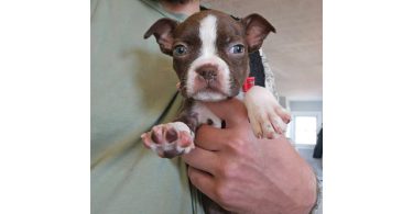 Seal and white Boston terrier puppies for sale