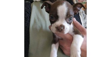 Seal and white Boston terrier puppies for sale