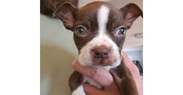 Seal and white Boston terrier puppies for sale