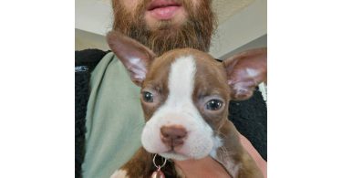 Seal and white Boston terrier puppies for sale