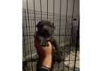 Razor edge bully x Gotti puppies