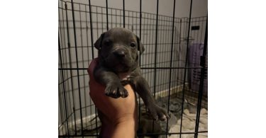 Razor edge bully x Gotti puppies