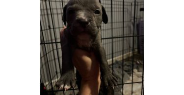 Razor edge bully x Gotti puppies