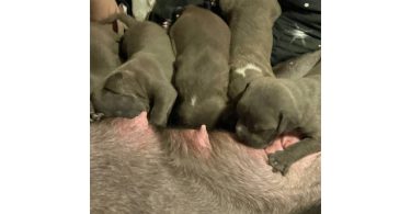 Razor edge bully x Gotti puppies