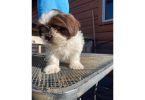 Shichon puppies ready to find new home