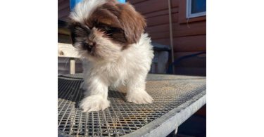 Shichon puppies ready to find new home
