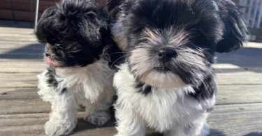 Shichon puppies ready to find new home