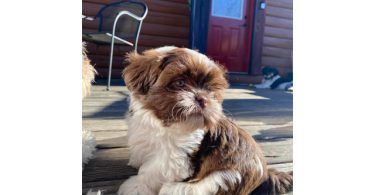 Shichon puppies ready to find new home