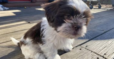 Shichon puppies ready to find new home