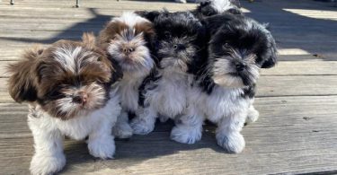 Shichon puppies ready to find new home