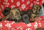 Pitbull x Rottweiler puppies for sale