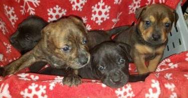 Pitbull x Rottweiler puppies for sale