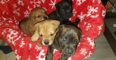 Pitbull x Rottweiler puppies for sale