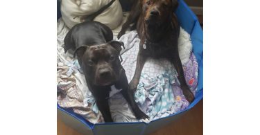 Pitbull x Rottweiler puppies for sale
