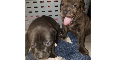 Pitbull x Rottweiler puppies for sale