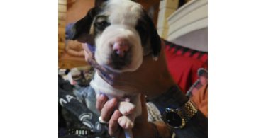 2 AKC Bassett Hounds for Sale