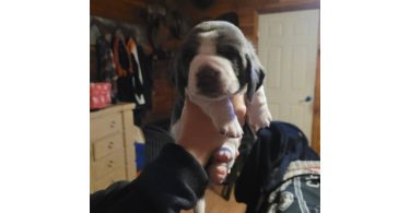 2 AKC Bassett Hounds for Sale