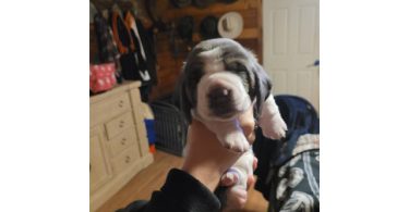 2 AKC Bassett Hounds for Sale