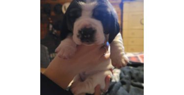 2 AKC Bassett Hounds for Sale