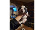 2 AKC Bassett Hounds for Sale