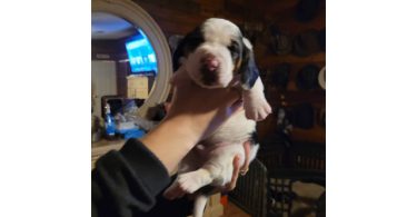 2 AKC Bassett Hounds for Sale
