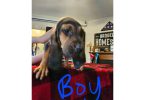 Bloodhound pups ready for Christmas or New Year.