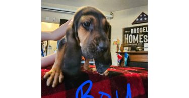 Bloodhound pups ready for Christmas or New Year.