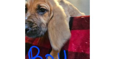 Bloodhound pups ready for Christmas or New Year.