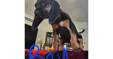 Bloodhound pups ready for Christmas or New Year.
