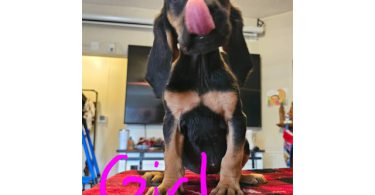 Bloodhound pups ready for Christmas or New Year.