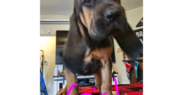 Bloodhound pups ready for Christmas or New Year.