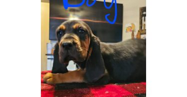 Bloodhound pups ready for Christmas or New Year.