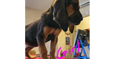 Bloodhound pups ready for Christmas or New Year.