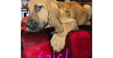 Bloodhound pups ready for Christmas or New Year.