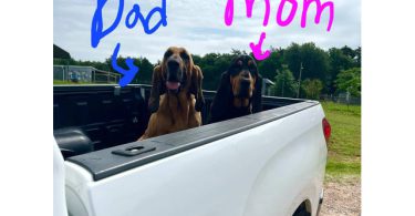 Bloodhound pups ready for Christmas or New Year.