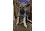 3 Purebred German Shepherd puppies for sale