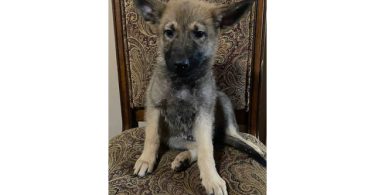 3 Purebred German Shepherd puppies for sale