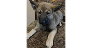 3 Purebred German Shepherd puppies for sale