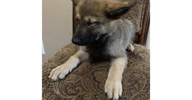 3 Purebred German Shepherd puppies for sale