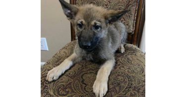 3 Purebred German Shepherd puppies for sale
