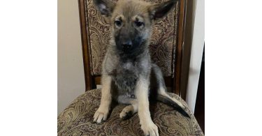 3 Purebred German Shepherd puppies for sale