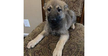 3 Purebred German Shepherd puppies for sale