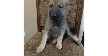 3 Purebred German Shepherd puppies for sale