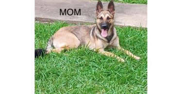 3 Purebred German Shepherd puppies for sale