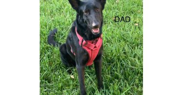 3 Purebred German Shepherd puppies for sale