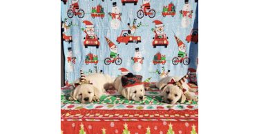 AKC Pale Yellow Lab puppies for Sale