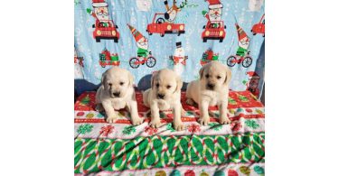 AKC Pale Yellow Lab puppies for Sale