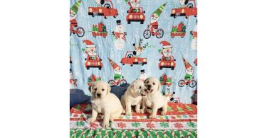 AKC Pale Yellow Lab puppies for Sale