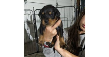 Beautiful Baby Rotties