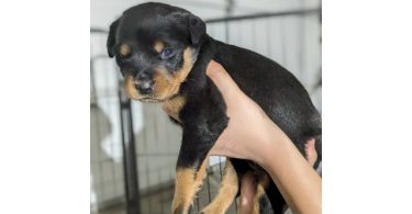 Beautiful Baby Rotties